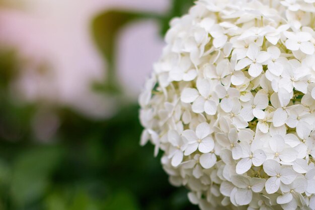 夏の庭の美しい白いホルテンジアの花