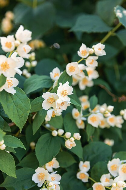春の美しい白いジャスミンの花花ジャスミンの茂みが開花する背景インスピレーションを与える自然の花春咲く庭や公園フラワーアートデザインアロマセラピーのコンセプト