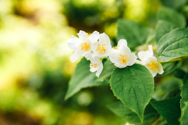 春の美しい白いジャスミンの花花ジャスミンの茂みが開花する背景インスピレーションを与える自然の花春咲く庭や公園フラワーアートデザインアロマセラピーのコンセプト