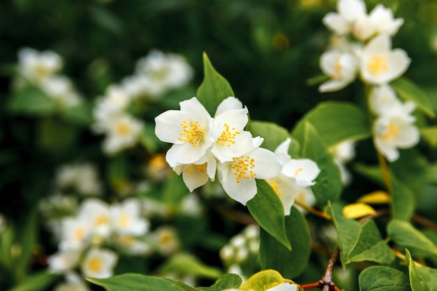 Beautiful white jasmine blossom flowers in spring time.