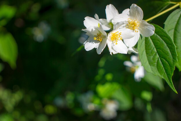 Beautiful white jasmine flower on cloudy summer day