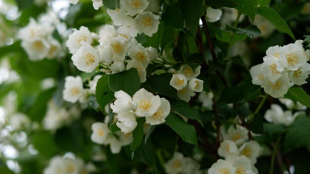 Beautiful white jasmine flowers on a green bush in the garden