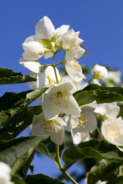 Bellissimi fiori di gelsomino bianco nella stagione primaverile, i fiori di gelsomino si chiudono e crescono per decorare le strade della città, piante fiorite con odori piacevoli