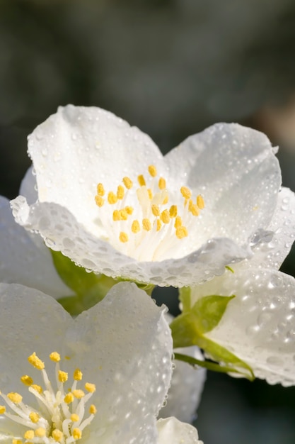 Beautiful white jasmine flowers in the spring season, jasmine
flowers close up and grow to decorate the streets in the city,
flowering plants with pleasant smells