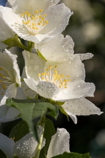 Beautiful white jasmine flowers in the spring season jasmine\
flowers