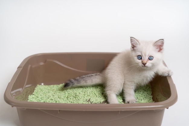 스코틀랜드 품종의 아름다운 흰색 고양이는 고양이 화장실에 앉아 고양이를 훈련시킨다