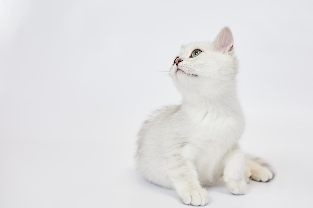 A beautiful white kittens British Silver chinchilla