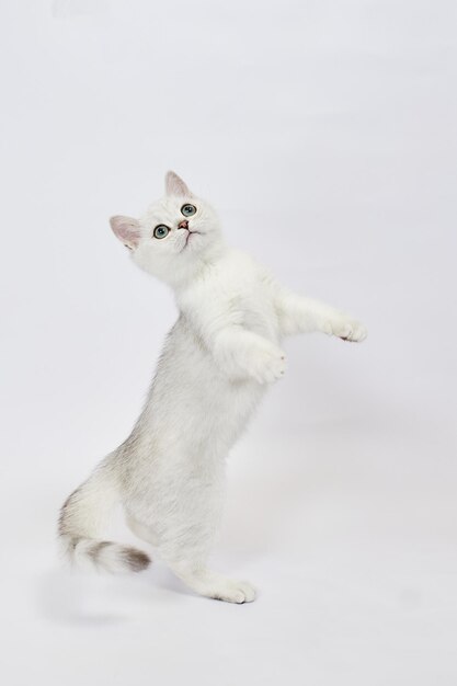 A beautiful white kittens British Silver chinchilla