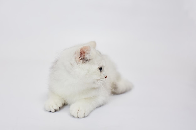 A beautiful white kittens British Silver chinchilla