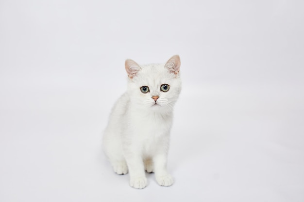 A beautiful white kittens British Silver chinchilla