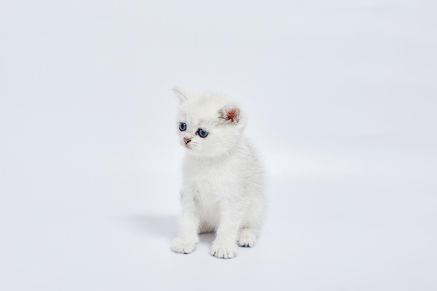 A beautiful white kittens British Silver chinchilla