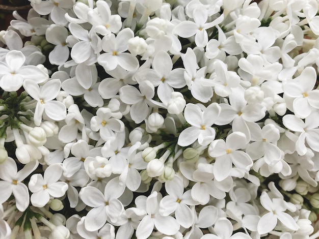 Foto bellissimi fiori lilla bianchi vicino carta da parati floreale dettagli primaverili