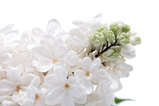 Beautiful  white  Lilac . Isolated over white .