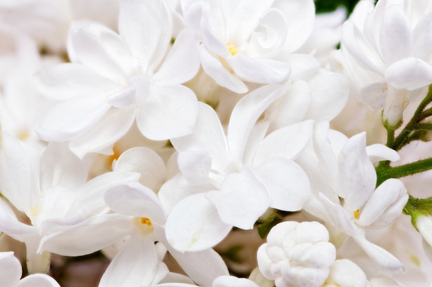 Beautiful  white  Lilac. Macro.