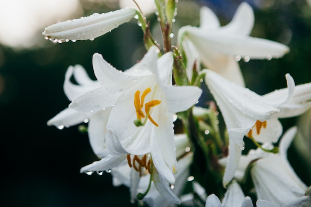 Beautiful white lilies growing in the garden 