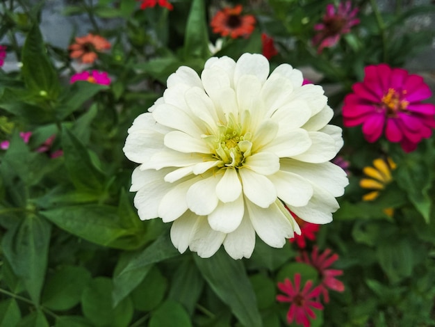 Красивая белая бумага Liliputek или цветы циннии