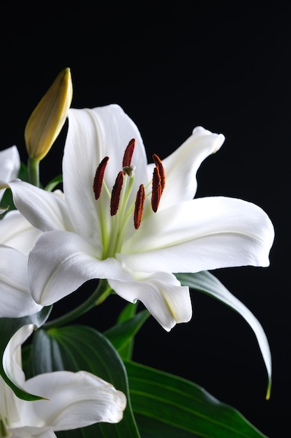 Bellissimo fiore bianco lilly fiore isolato su sfondo nero