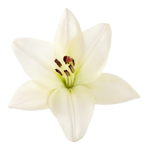 Beautiful white lily on  background