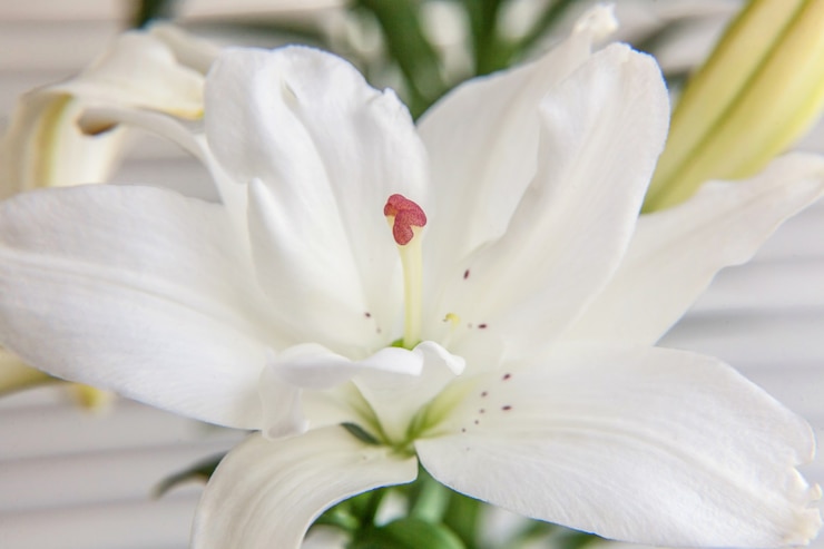 Photo 美しい白いユリの花は夏の時間の詳細をクローズアップ