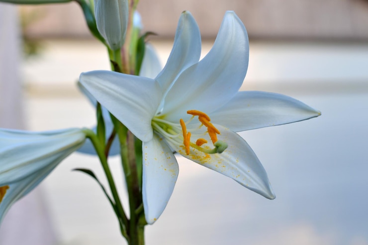 Photo 美しい白いユリの花 浅い被写し界深度
