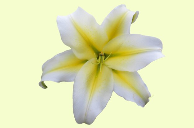 Beautiful white lily isolated on white background front top photo