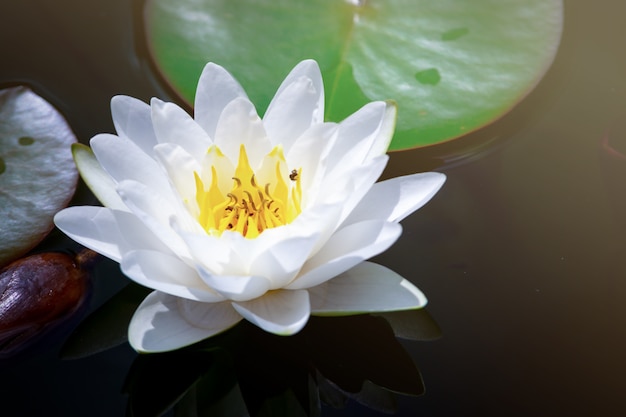 Foto bello fiore di loto bianco con stame giallo, foglia verde in stagno