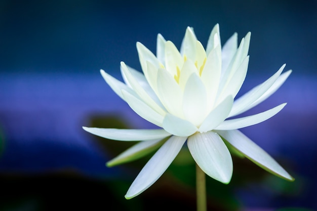 Foto bello fiore di loto bianco con stame giallo, foglia verde in stagno