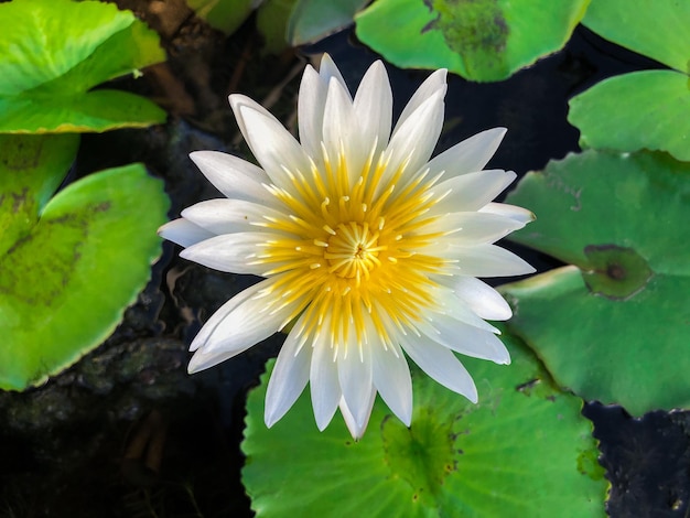 Beautiful white lotus flowers blooming in the evening