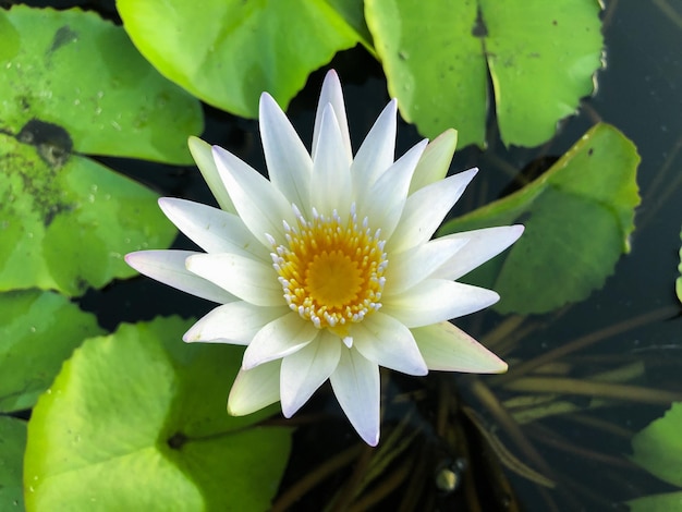 beautiful white lotus flowers blooming