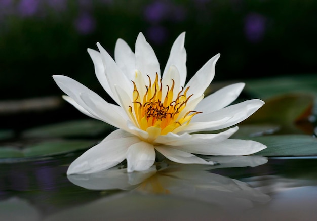 Beautiful white lotus in the pond