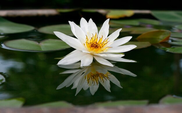 Foto bellissimo loto bianco nello stagno