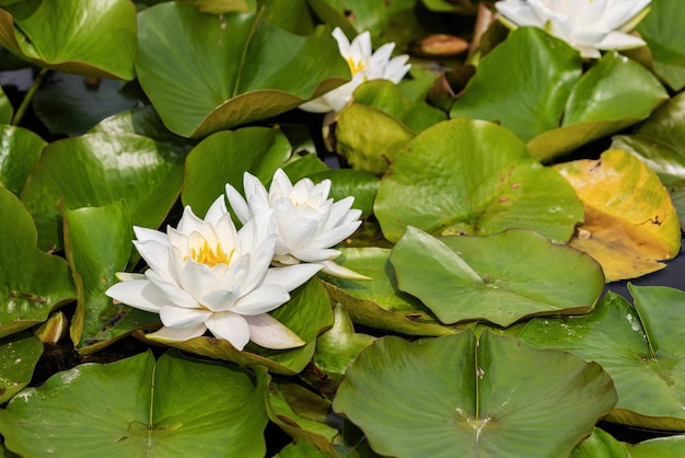 A beautiful white lotus with green leaves in a pond