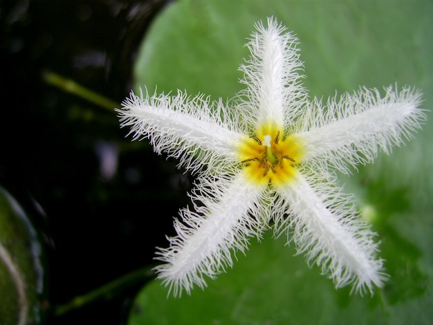 Foto bellissimo loto bianco