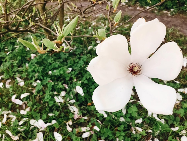 Beautiful white magnolia flower on branch Magnolia blooming tree with tender flowers in botanical garden at spring Phone photo Copy space