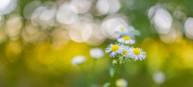 Beautiful white meadow flowers wild flowers on blur meadow field landscape nature in sun rays