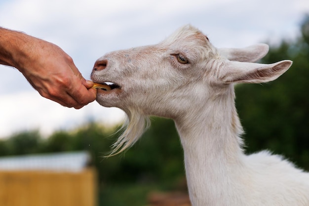 Beautiful white milking goat is a cracker from the hands of the owner