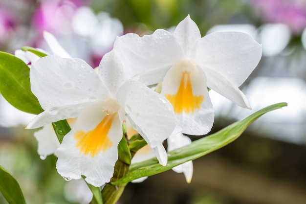 아름다운 하얀 난초, Dendrobium formosum.