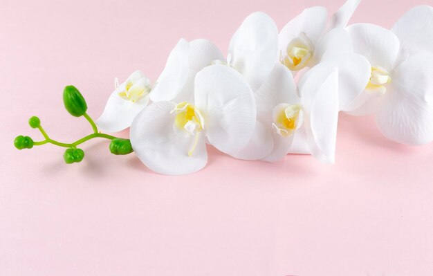 Beautiful White orchid flowers on pastel pink background top view copy space