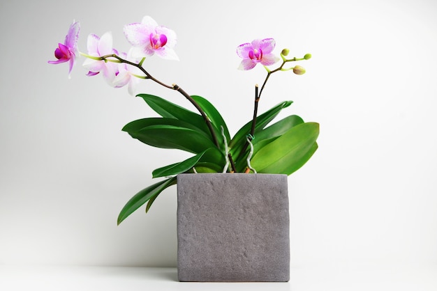 Beautiful white orchid in a pot