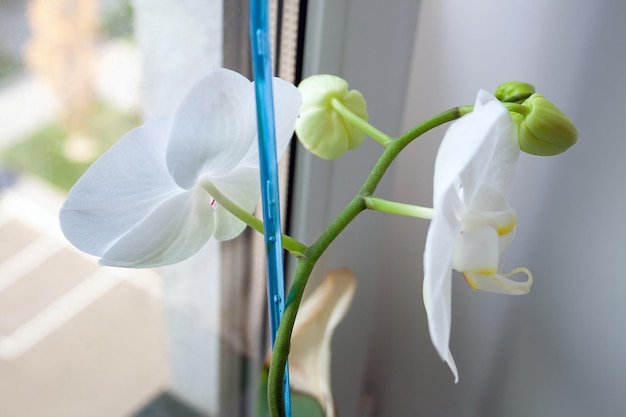 Красивая белая орхидея с цветами и бутонами стоит на подоконнике у окна