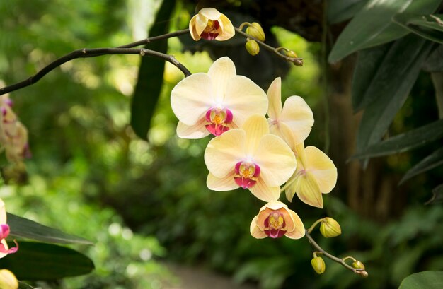 Beautiful white orchids flower in garden