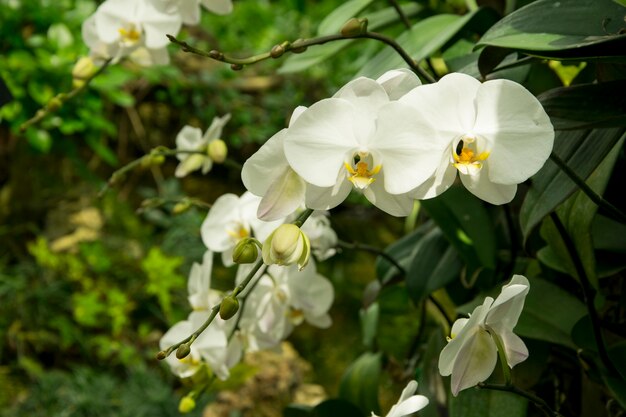 美しい白い蘭の花が庭で