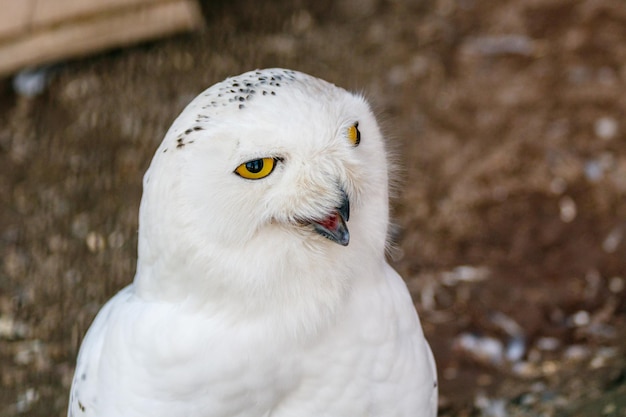 Beautiful white owl with yellow eyes and beak