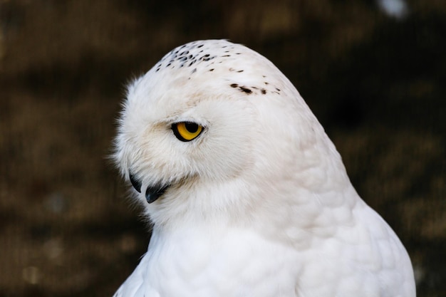 Beautiful white owl with yellow eyes and beak