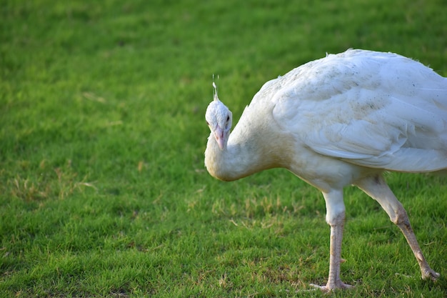 Beautiful white peacock close up