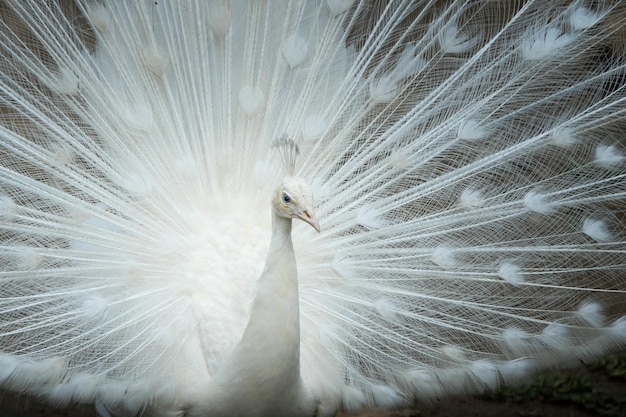 Foto bellissimo pavone bianco nel parco