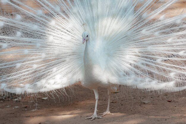 A beautiful the white peacock