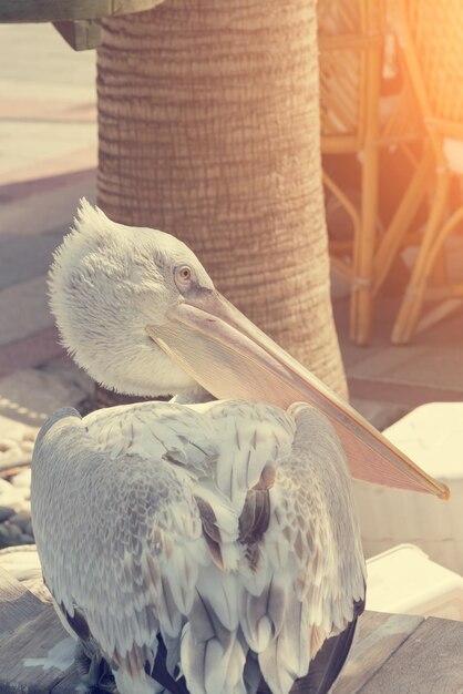 Beautiful white pelican on the background of the fountain at sunset