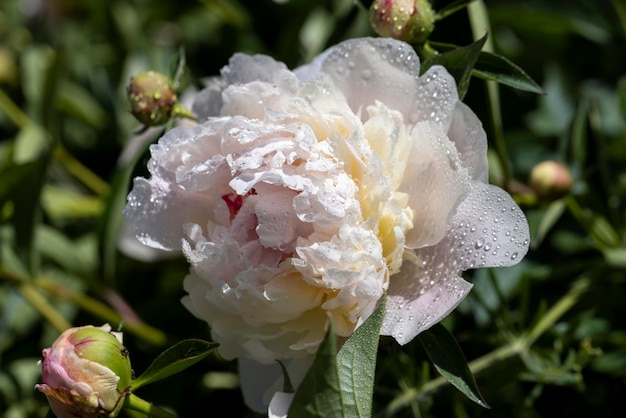 美しい白いピオニア 夏の白い大きなピオニアは開花中に水滴で覆われています