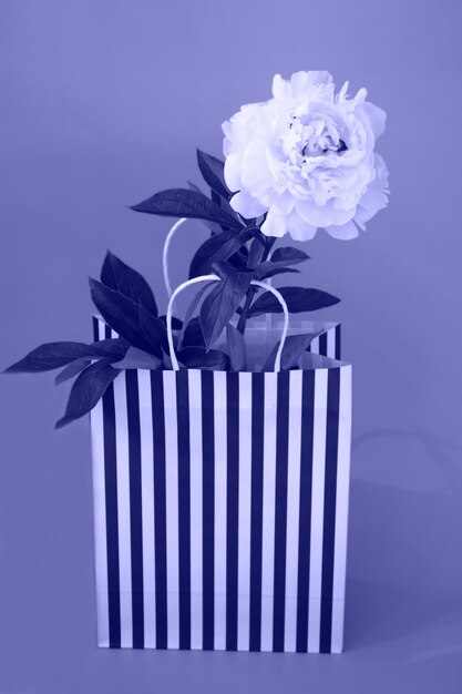 Beautiful white peony in a craft striped bag on a pink background. Still life. very peri